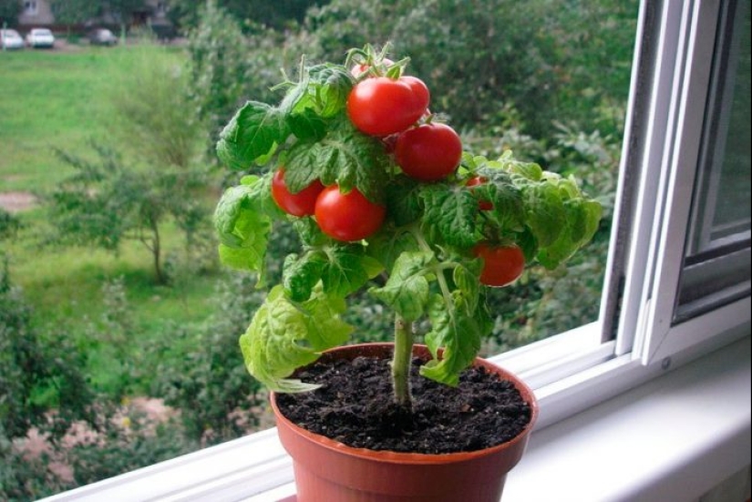 Home vegetable garden: 7 healthy and delicious plants that can be grown on the windowsill