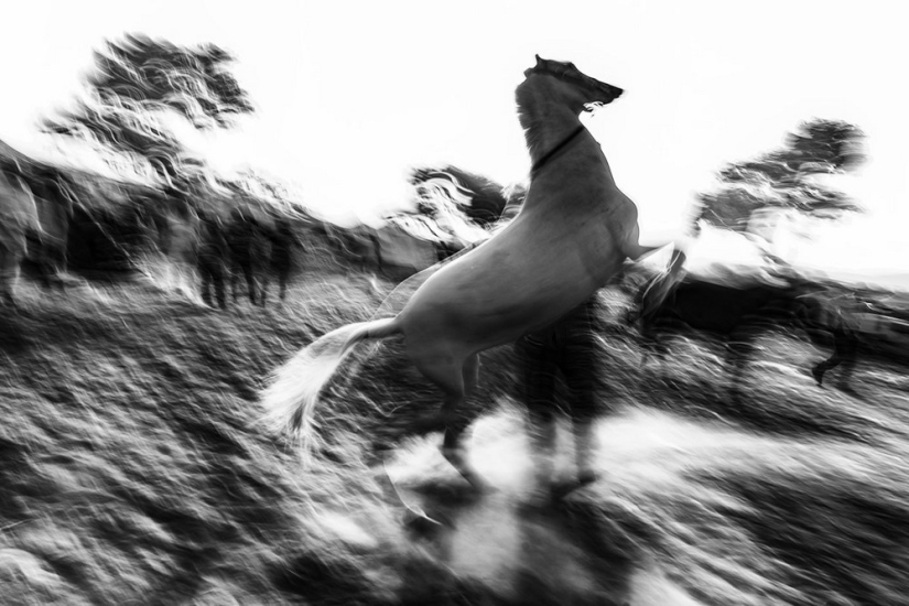 Honest and poignant: footage of an Indian photographer capturing animals