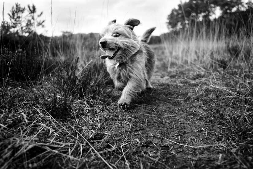 Honest dog eyes: a British man photographs dogs in different countries of the world