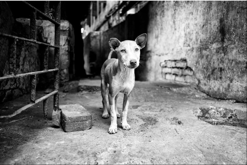 Honest dog eyes: a British man photographs dogs in different countries of the world