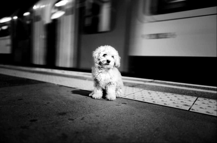 Honest dog eyes: a British man photographs dogs in different countries of the world