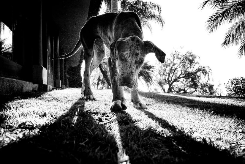 Honest dog eyes: a British man photographs dogs in different countries of the world