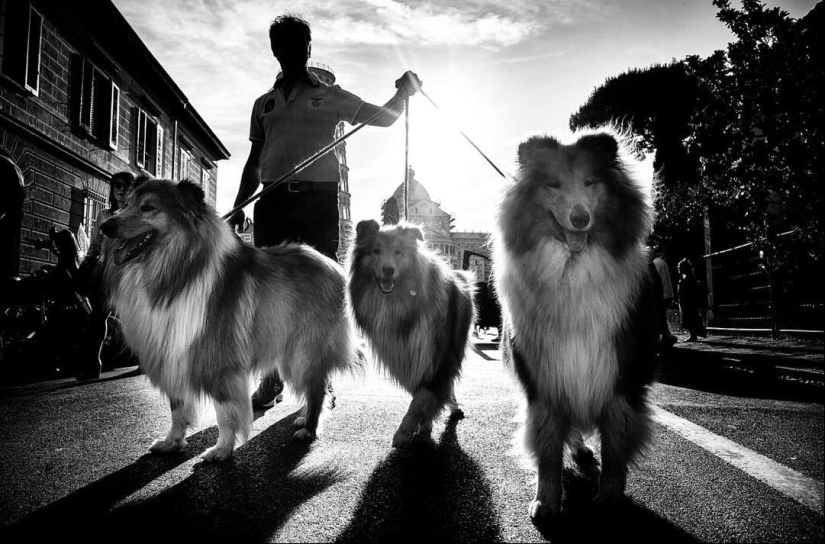 Honest dog eyes: a British man photographs dogs in different countries of the world