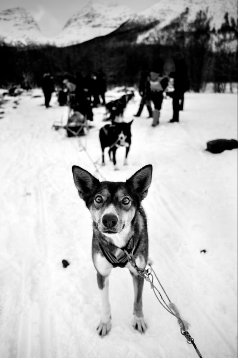 Honest dog eyes: a British man photographs dogs in different countries of the world