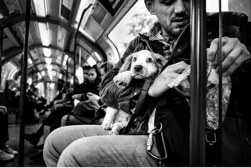 Honest dog eyes: a British man photographs dogs in different countries of the world