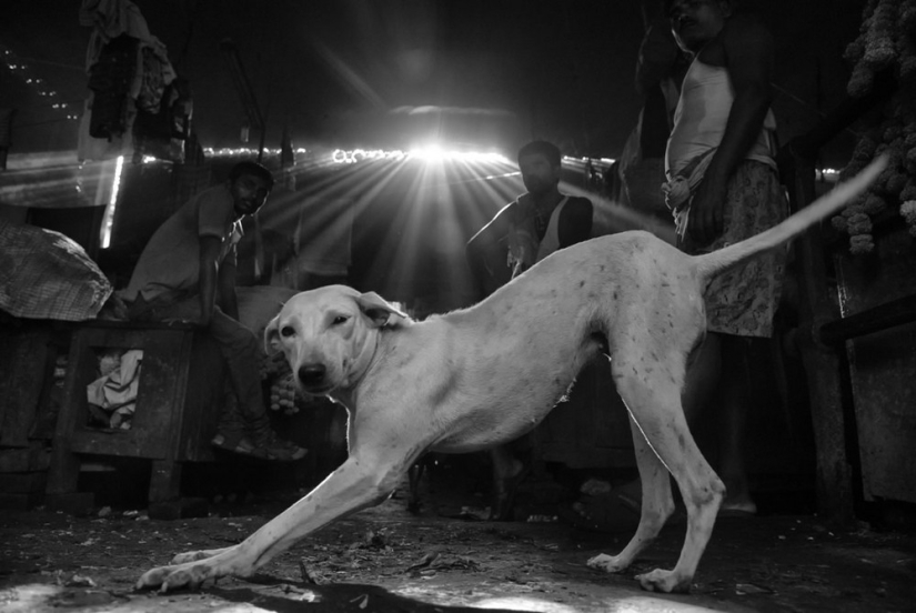 Honesto y conmovedor: imágenes de un fotógrafo indio que captura animales