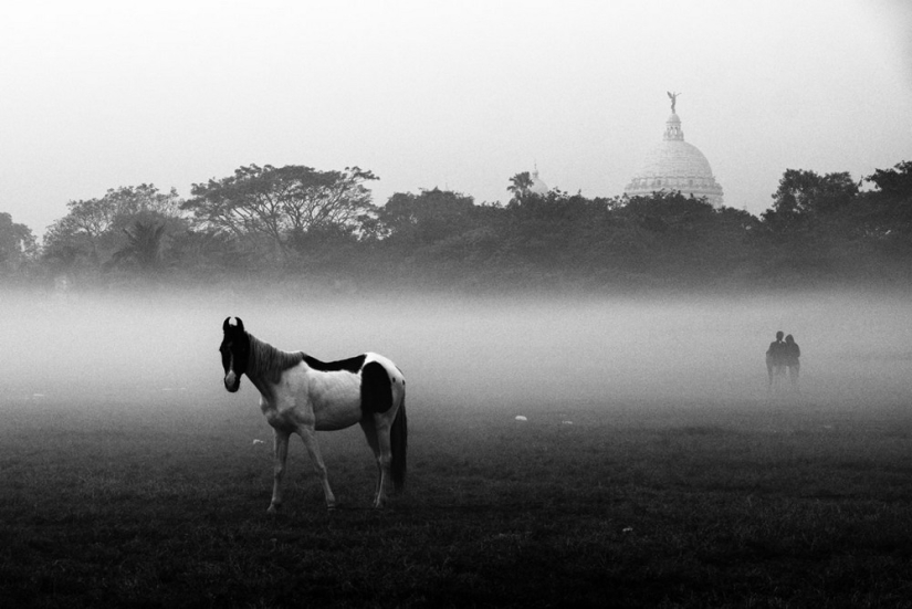 Honesto y conmovedor: imágenes de un fotógrafo indio que captura animales