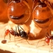 Honey Ants: How to Make the Sweet Life for Yourself When Conditions Are Not Sweet