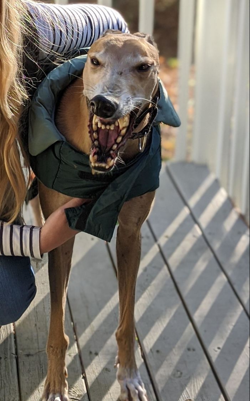 Horror en las alas de la noche: 40 gatos y perros que parecen haber venido de sueños terribles