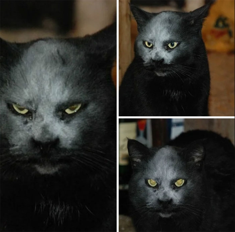 Horror on the wings of the night: 40 cats and dogs that seem to have come from terrible dreams