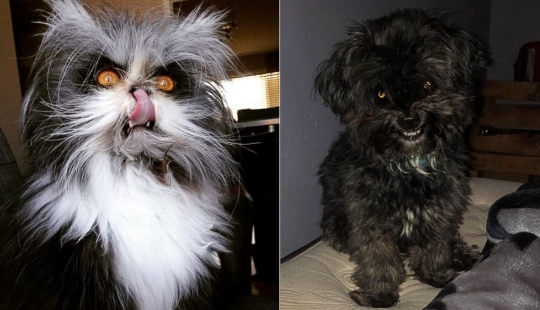 Horror on the wings of the night: 40 cats and dogs that seem to have come from terrible dreams