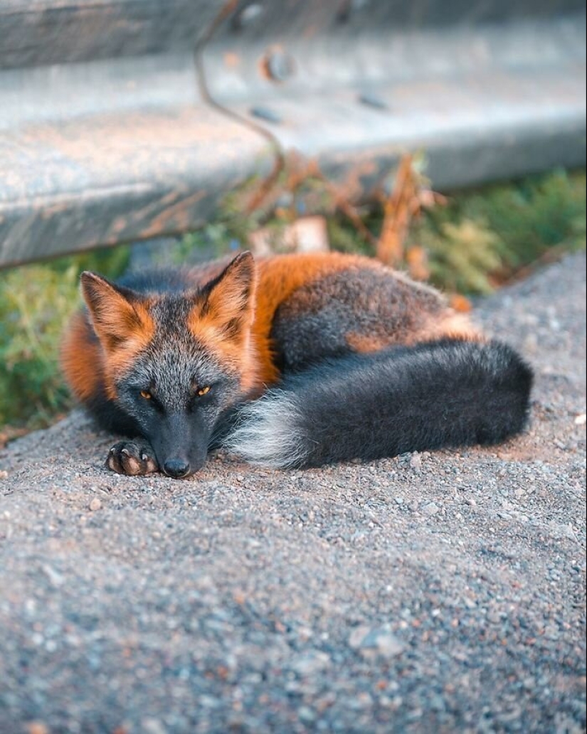 How a Canadian photographer made friends with a fox