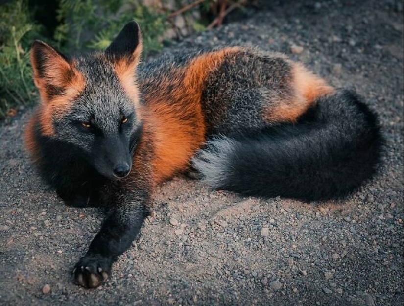 How a Canadian photographer made friends with a fox