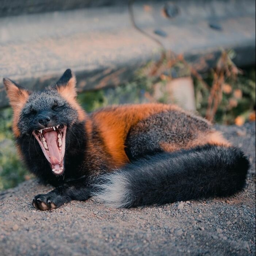 How a Canadian photographer made friends with a fox