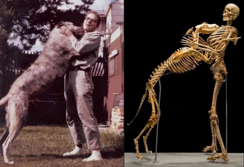 How anthropologist Grover Krantz and his Dog Clyde became Museum exhibits