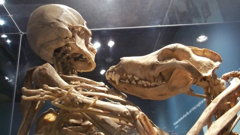 How anthropologist Grover Krantz and his Dog Clyde became Museum exhibits