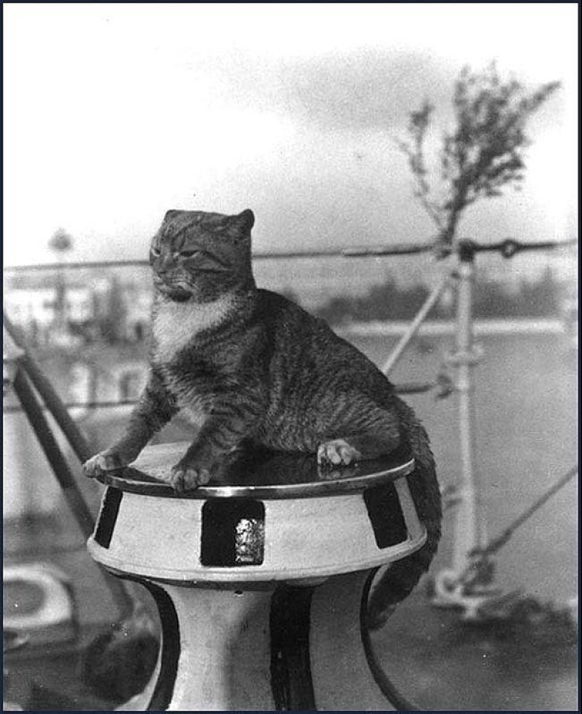 How cats went to sea