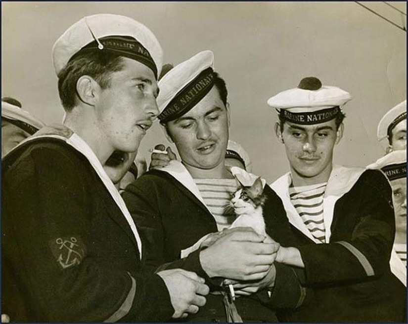 How cats went to sea