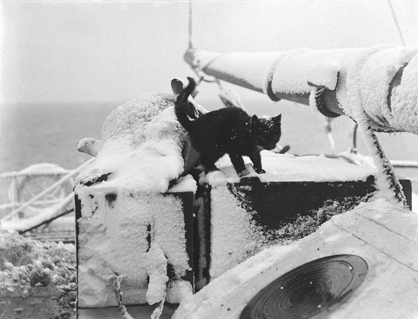 How cats went to sea