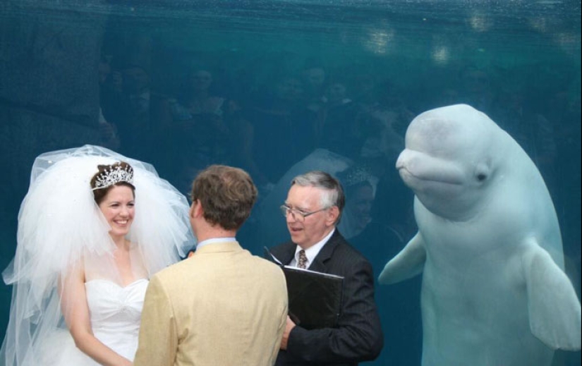 How children, animals and guests spoil wedding photos