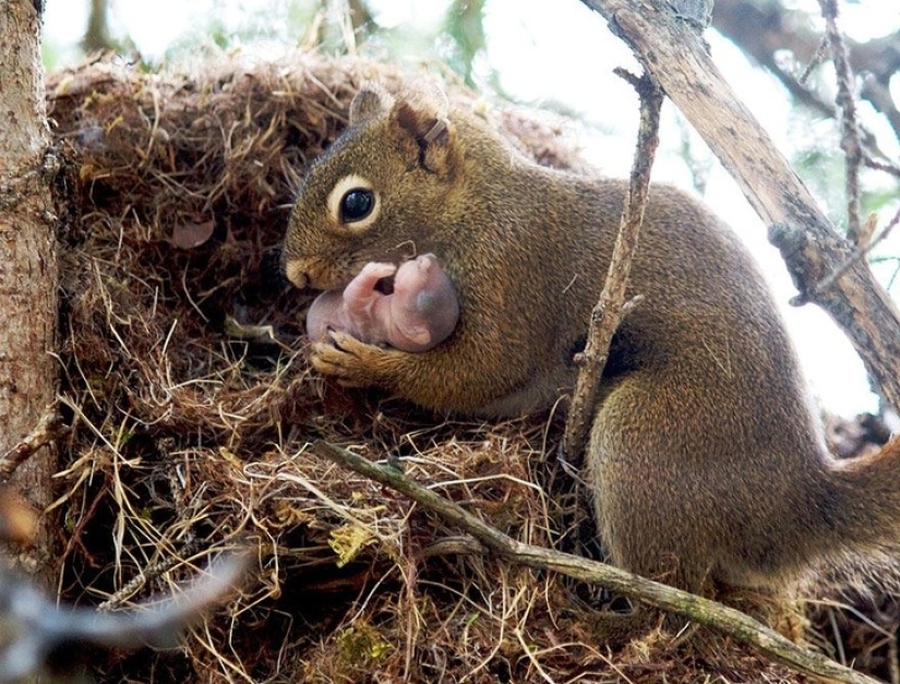 How cute! 10+ young animals that will not let you be sad