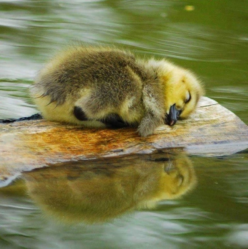 How cute! 10+ young animals that will not let you be sad