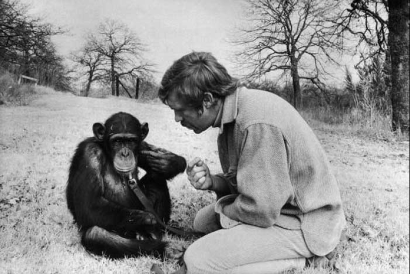 How did scientists try to teach primates to talk?