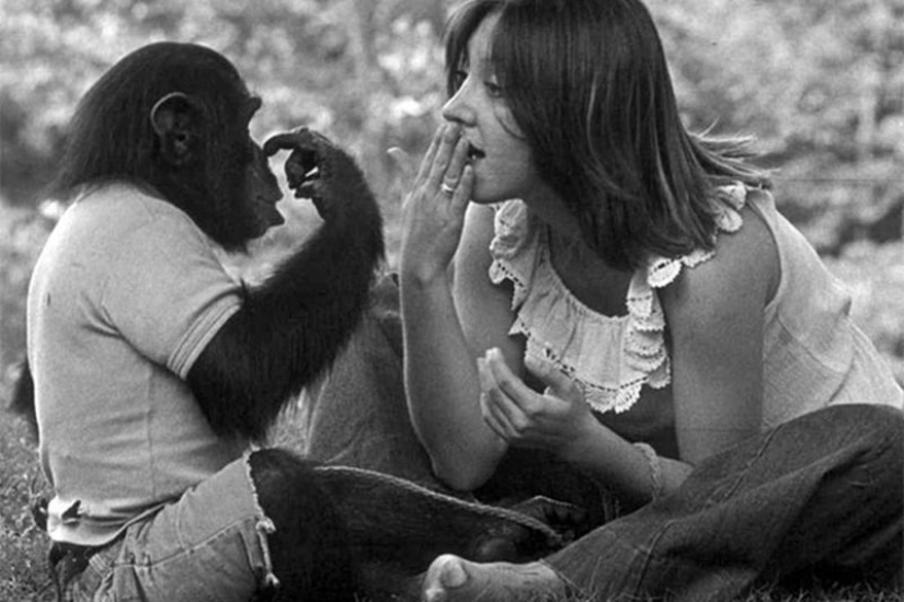 How did scientists try to teach primates to talk?