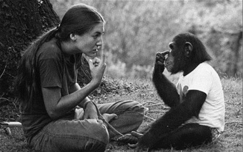 How did scientists try to teach primates to talk?