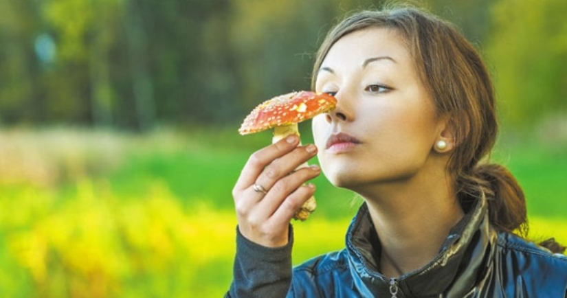 How did the fly agaric get its name and does it actually kill flies?