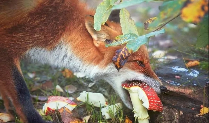 How did the fly agaric get its name and does it actually kill flies?