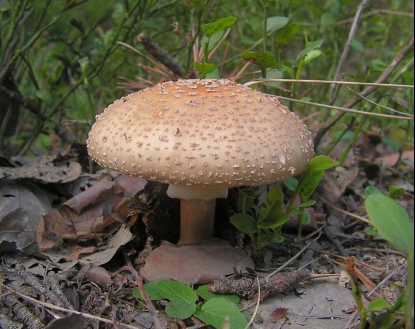 How did the fly agaric get its name and does it actually kill flies?