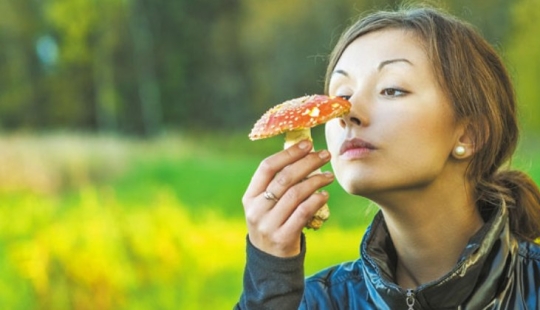 How did the fly agaric get its name and does it actually kill flies?