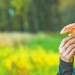 How did the fly agaric get its name and does it actually kill flies?