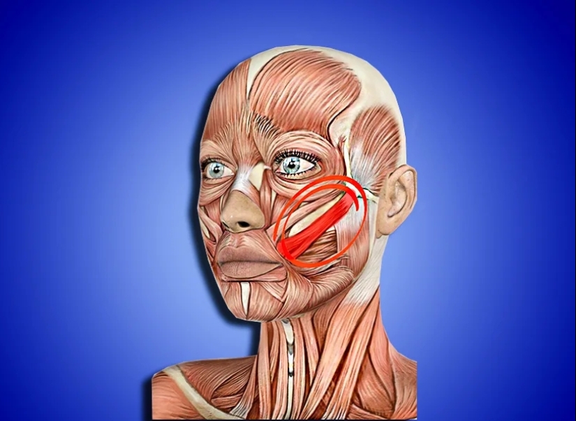 How do dimples appear on cheeks, and can they be made or removed