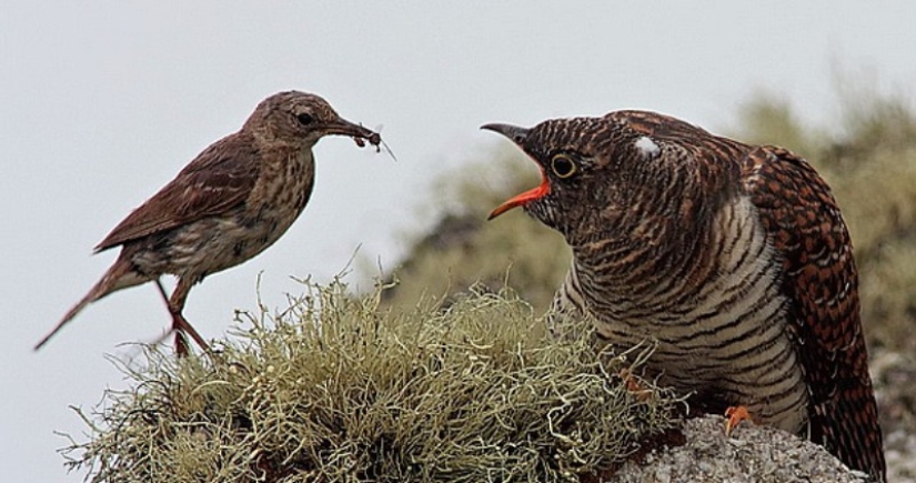 How does a cuckoo manage to throw eggs into other people's nests