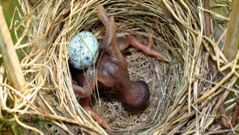 How does a cuckoo manage to throw eggs into other people's nests