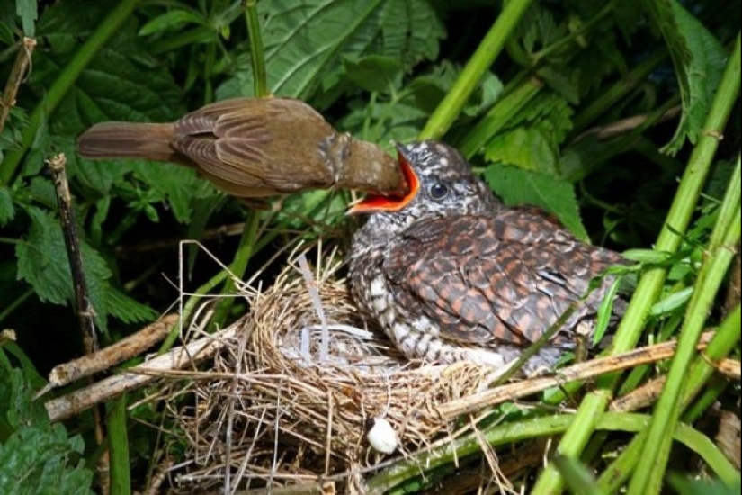 How does a cuckoo manage to throw eggs into other people's nests