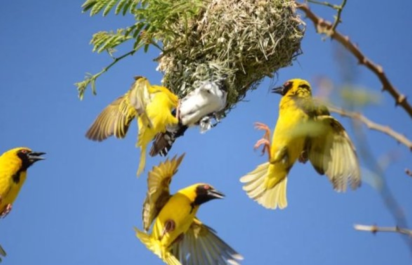 How does a cuckoo manage to throw eggs into other people's nests