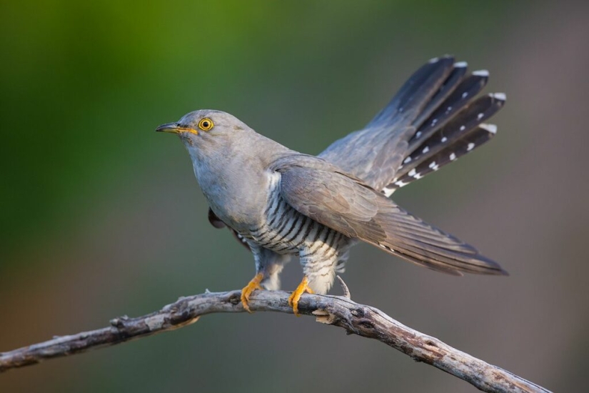 How does a cuckoo manage to throw eggs into other people's nests