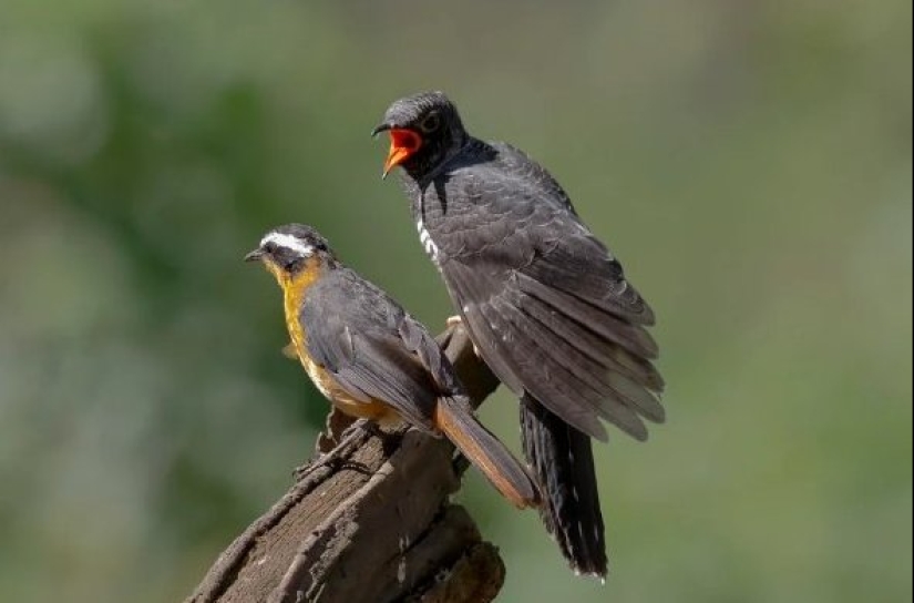 How does a cuckoo manage to throw eggs into other people's nests