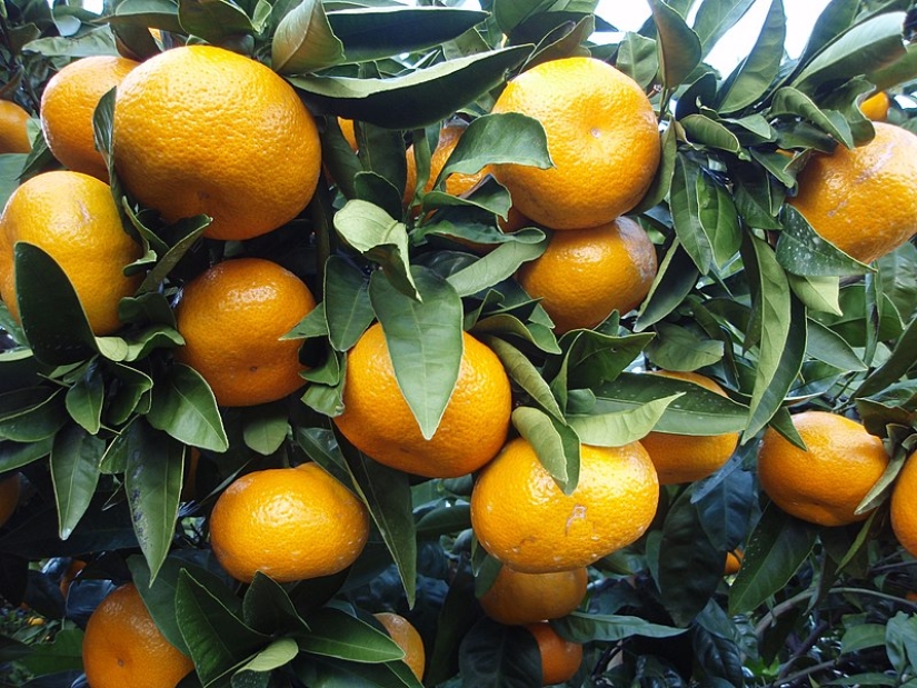 How else can you tell in a store whether tangerines have seeds or not?