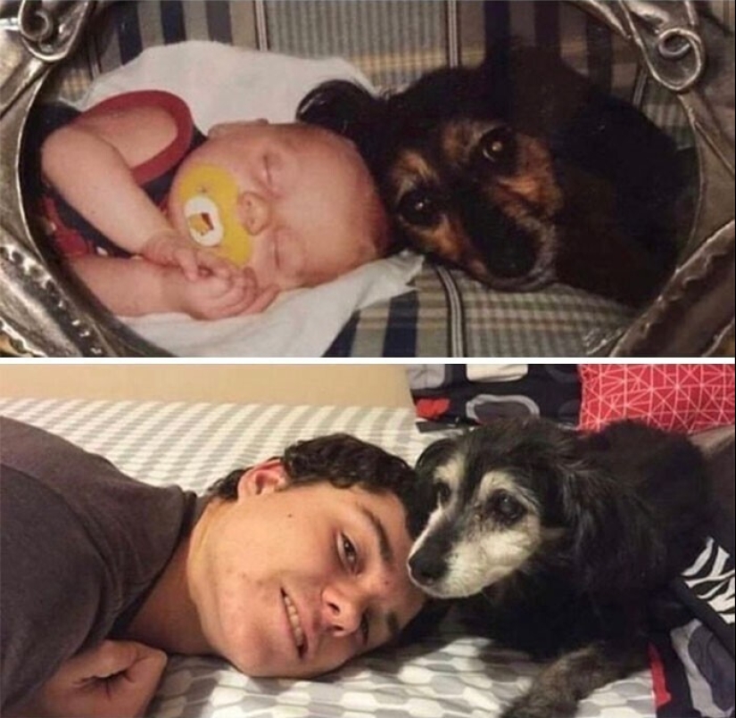 How fast they grow: 30 photos with dogs in the style of "then and now"