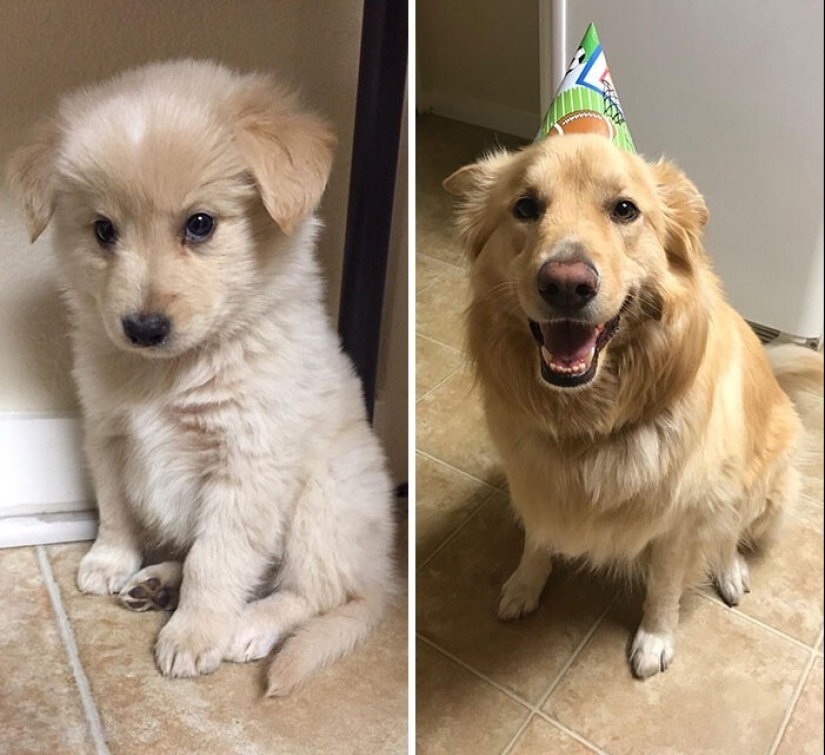 How fast they grow: 30 photos with dogs in the style of "then and now"