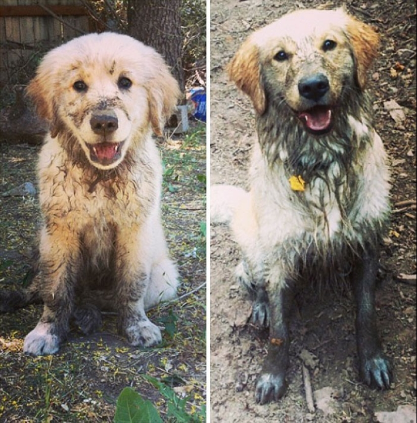 How fast they grow: 30 photos with dogs in the style of "then and now"