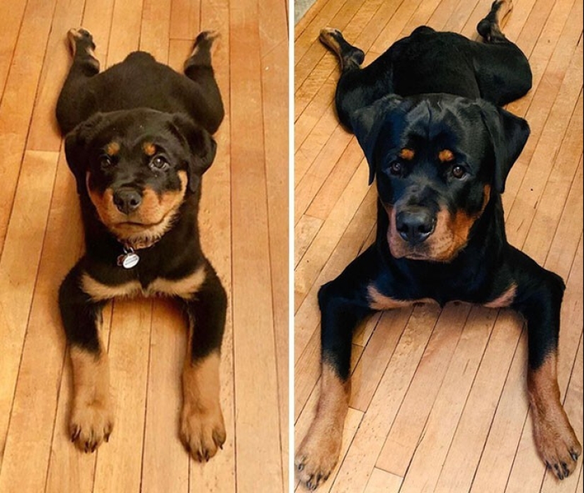 How fast they grow: 30 photos with dogs in the style of "then and now"