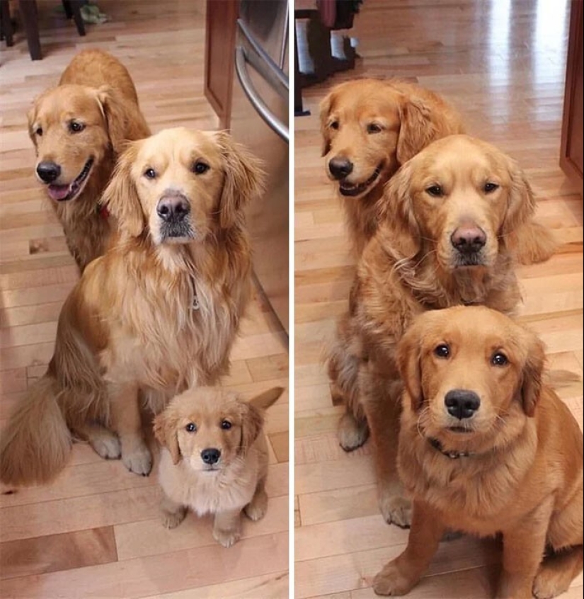 How fast they grow: 30 photos with dogs in the style of "then and now"