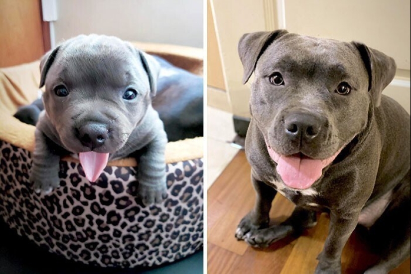 How fast they grow: 30 photos with dogs in the style of "then and now"