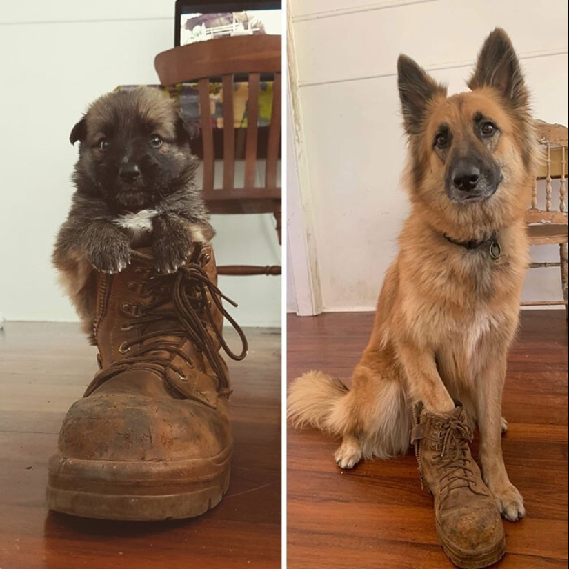 How fast they grow: 30 photos with dogs in the style of "then and now"