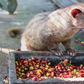 How is it that the most expensive coffee in the world is extracted from the excrement of a marten?